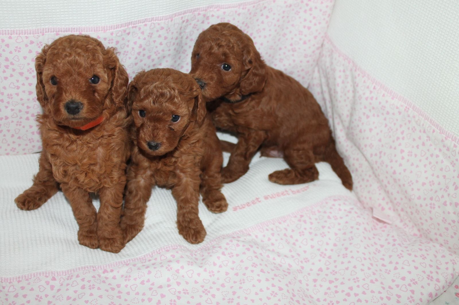 Buy Health-certified Toy Poodle Puppies in Coimbatore at the best prices - Breed n Breeder